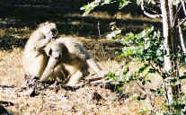 baboon_03c.jpg (113735 bytes)