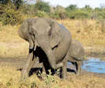 elephant_01c.jpg (107543 bytes)