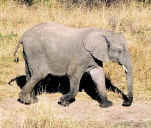 elephant_06c.jpg (41968 bytes)