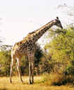 giraffe_01c.jpg (46016 bytes)