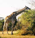 giraffe_02c.jpg (50182 bytes)