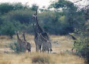 giraffe_08c.jpg (95774 bytes)