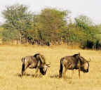 wildebeest_01c.jpg (100891 bytes)