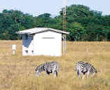 zebra_03c.jpg (72643 bytes)