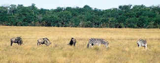 zebra_04c.jpg (46652 bytes)